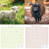 Sheep Wall Calendar 2027 - 12" x 12" Monthly Gentle & Pastoral Farm Animal Sheep Breed Calendar