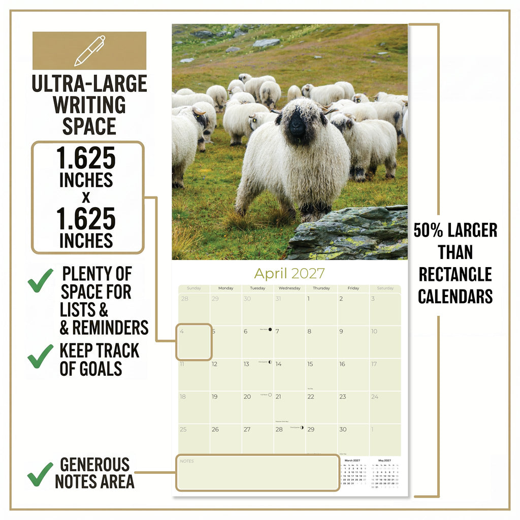 Sheep Wall Calendar 2027 - 12" x 12" Monthly Gentle & Pastoral Farm Animal Sheep Breed Calendar