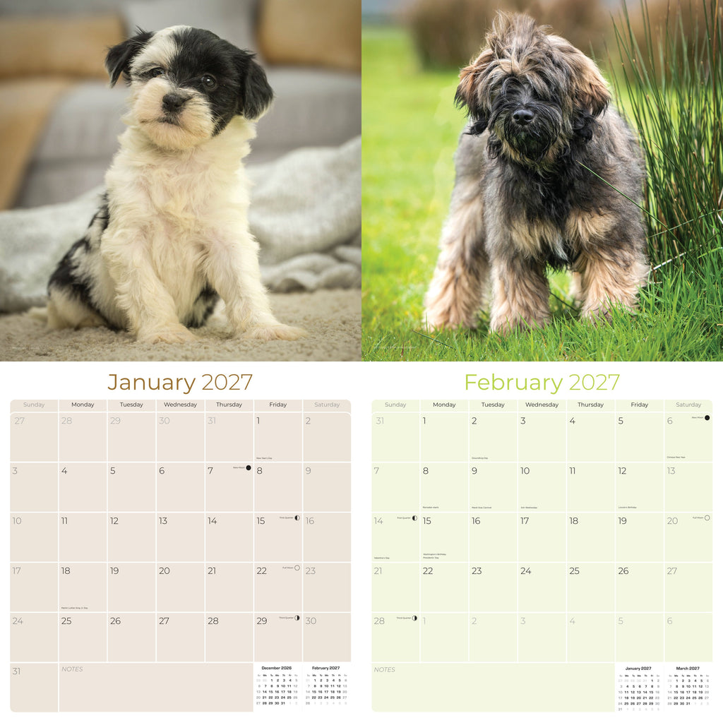 Tibetan Terrier Wall Calendar 2027 - 12" x 12" Monthly Loyal & Affectionate Tibetan Dog Breed Calendar