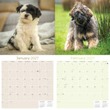 Tibetan Terrier Wall Calendar 2027 - 12" x 12" Monthly Loyal & Affectionate Tibetan Dog Breed Calendar