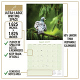 Pigeons Wall Calendar 2026