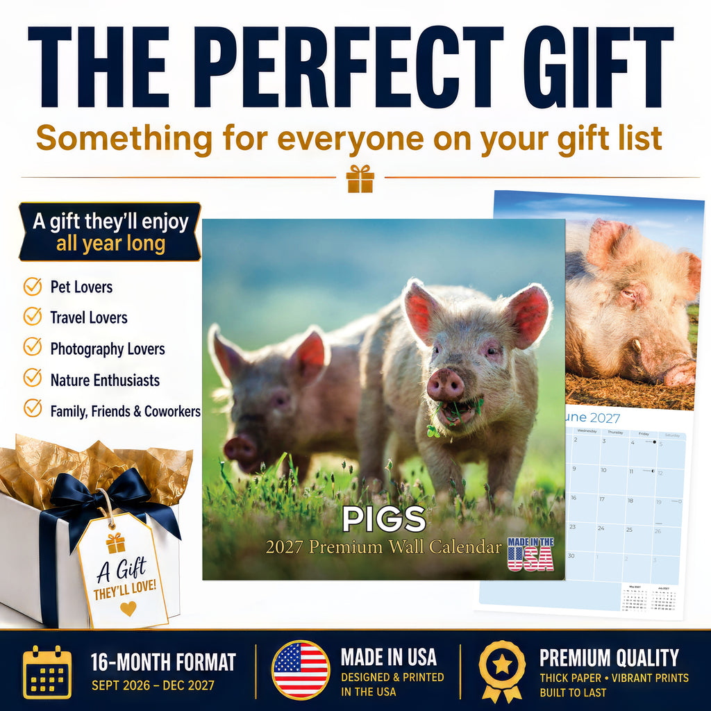 Pigs Wall Calendar 2027 - 12" x 12" Monthly Intelligent Farm Animals & Clever Heritage Hog Calendar