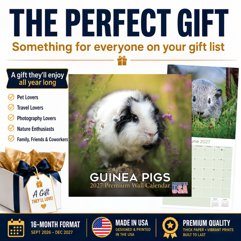 Guinea Pigs Wall Calendar 2027 - 12" x 12" Monthly Cuddly Pets & Small Cavy Companion Calendar