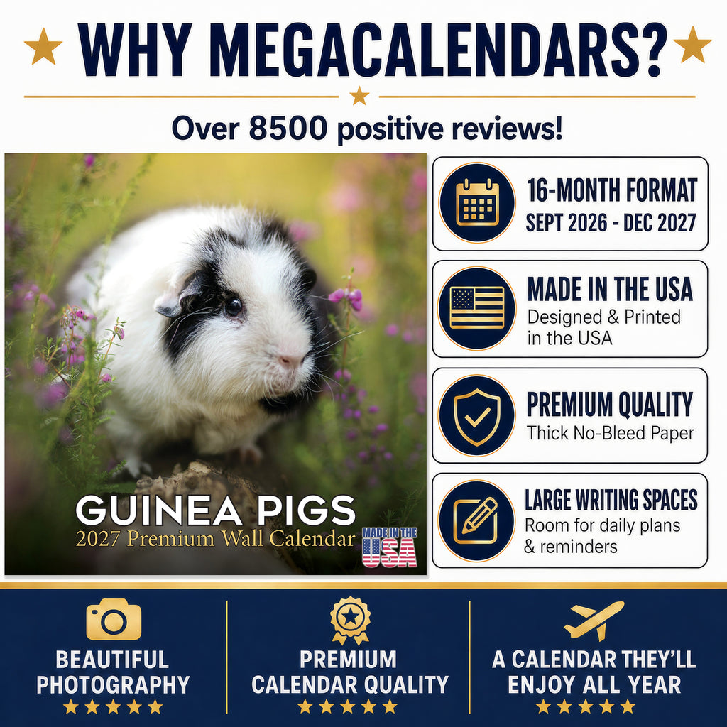 Guinea Pigs Wall Calendar 2027 - 12" x 12" Monthly Cuddly Pets & Small Cavy Companion Calendar