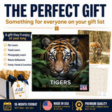 Tigers Wall Calendar 2027 - 12" x 12" Monthly Majestic & Powerful Big Cat Wildlife Nature Calendar