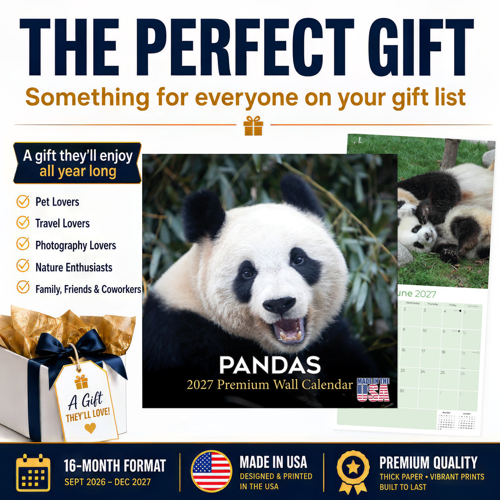 Pandas Wall Calendar 2027 - 12" x 12" Monthly Adorable Giant Pandas & Cute Bamboo Nature Calendar