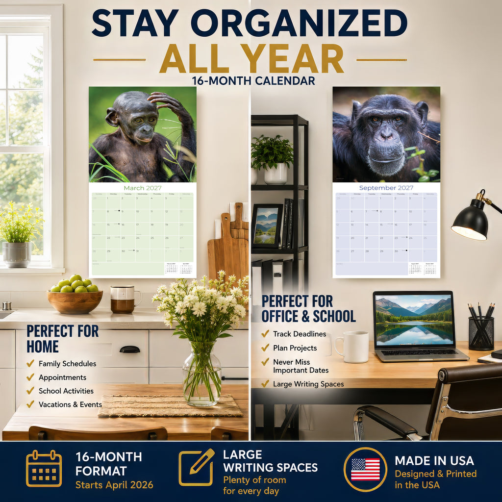 Apes Wall Calendar 2027 - 12" x 12" Monthly Wild Primate & Majestic Chimpanzee Nature Calendar
