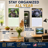 Apes Wall Calendar 2027 - 12" x 12" Monthly Wild Primate & Majestic Chimpanzee Nature Calendar