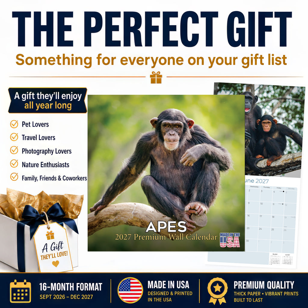 Apes Wall Calendar 2027 - 12" x 12" Monthly Wild Primate & Majestic Chimpanzee Nature Calendar