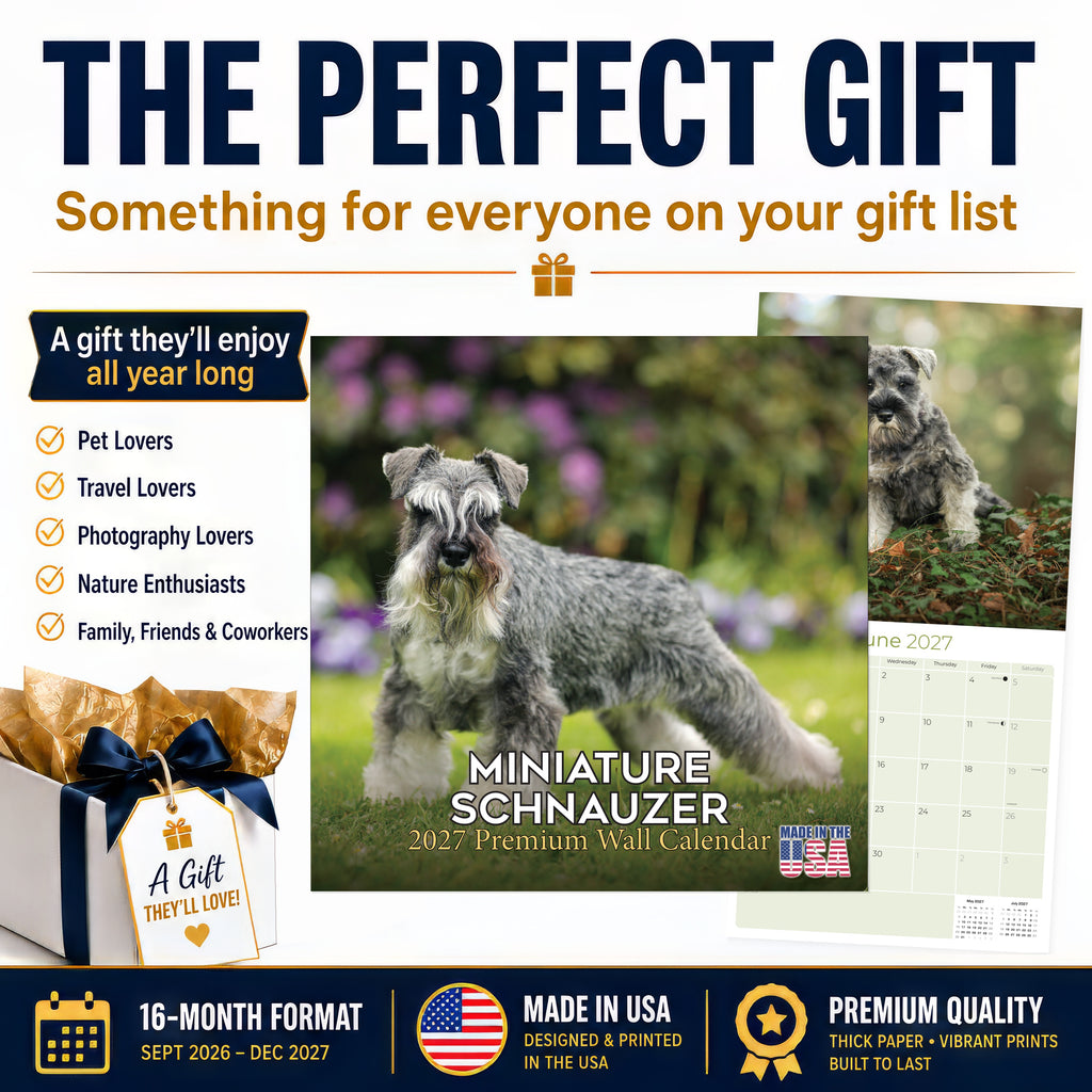 Miniature Schnauzer Wall Calendar 2027 - 12" x 12" Monthly Bearded Terrier & Spirited Small Schnauzer Calendar