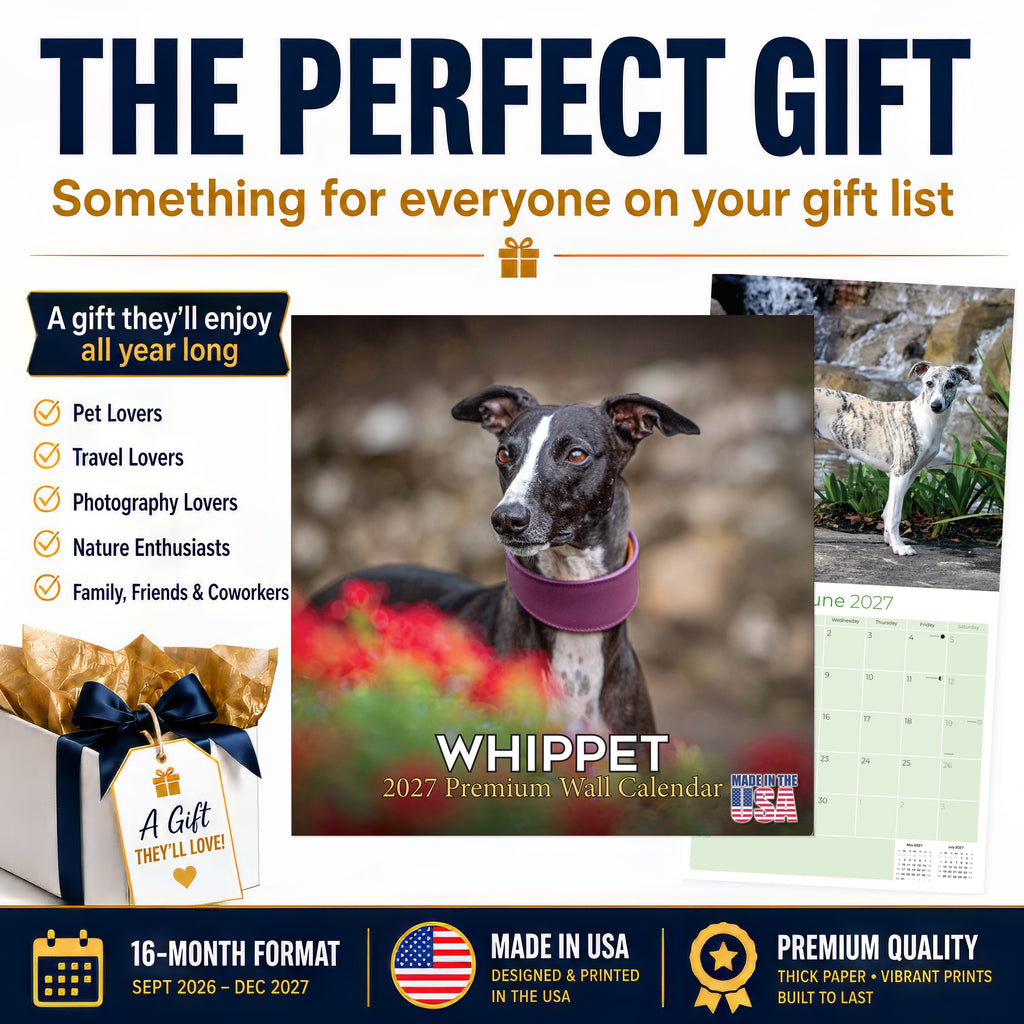 Whippet Wall Calendar 2027 - 12" x 12" Monthly Sleek & Athletic Sighthound Dog Breed Calendar