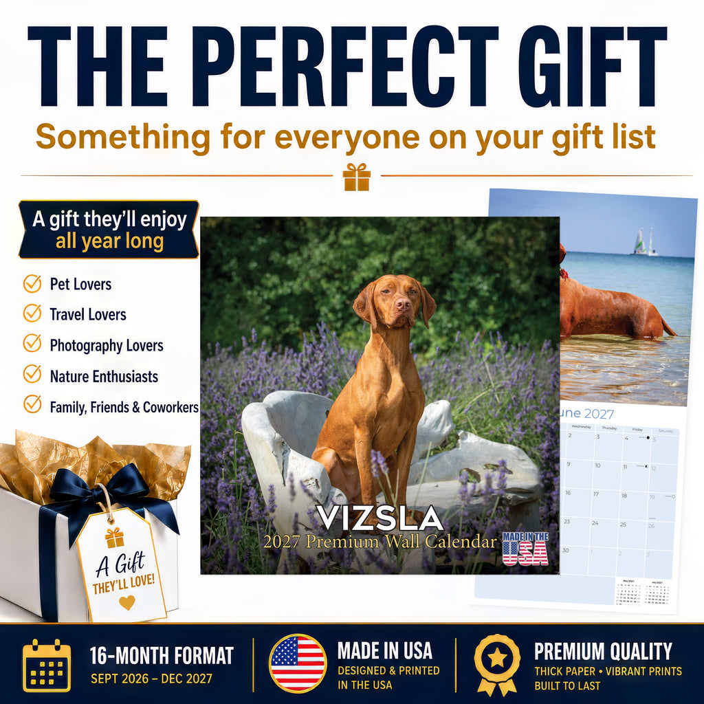 Vizsla Wall Calendar 2027 - 12" x 12" Monthly Athletic & Affectionate Hungarian Pointer Dog Breed Calendar