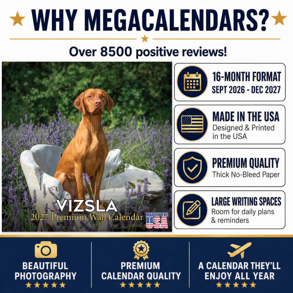 Vizsla Wall Calendar 2027 - 12" x 12" Monthly Athletic & Affectionate Hungarian Pointer Dog Breed Calendar