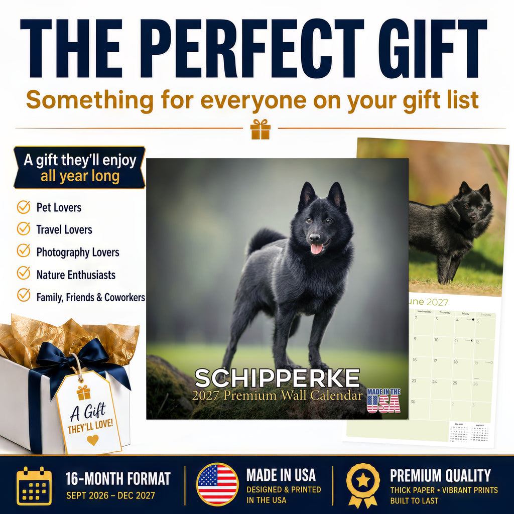 Schipperke Wall Calendar 2027 - 12" x 12" Monthly Curious & Energetic Schipperke Dog Breed Calendar