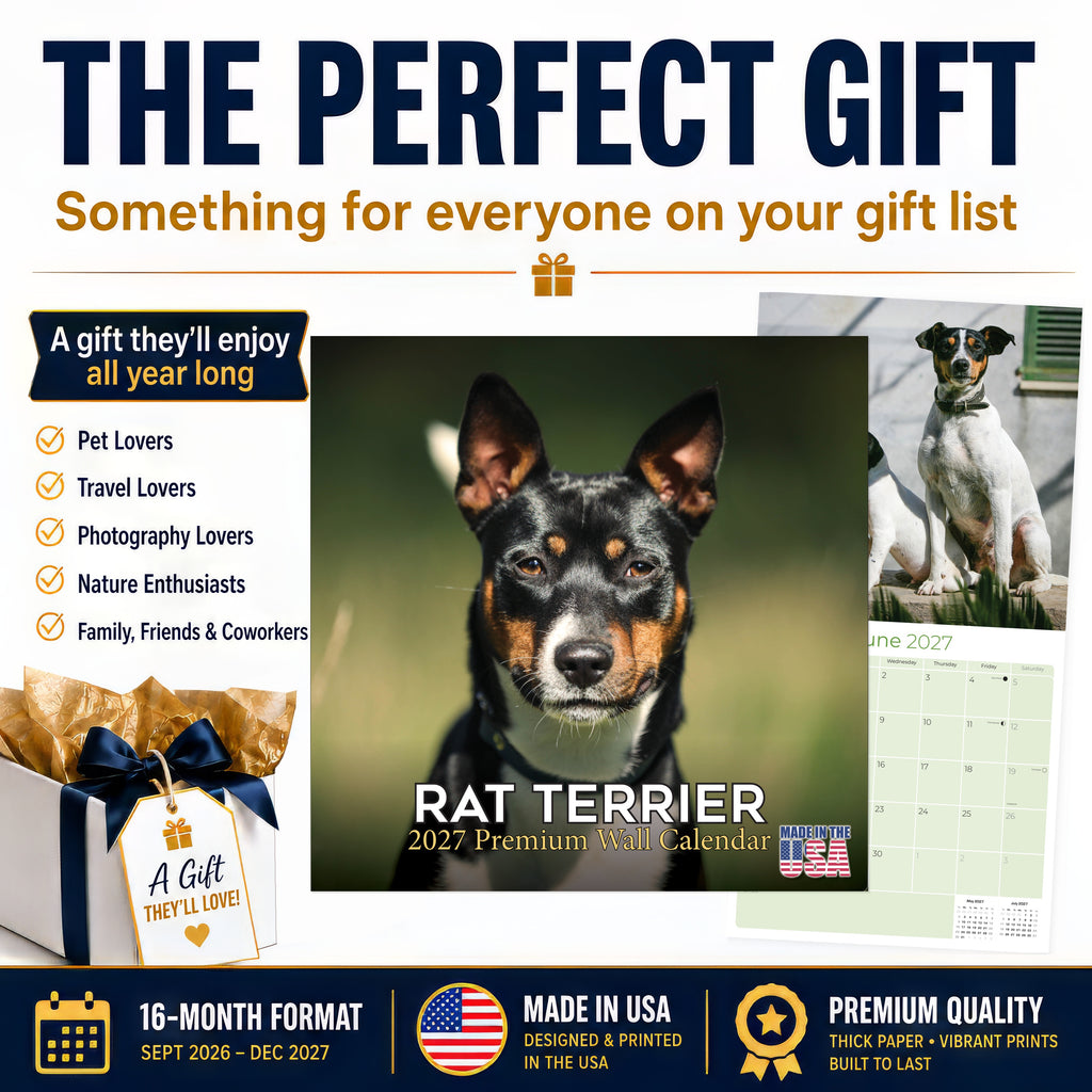 Rat Terrier Wall Calendar 2027 - 12" x 12" Monthly Alert & Energetic American Terrier Breed Calendar