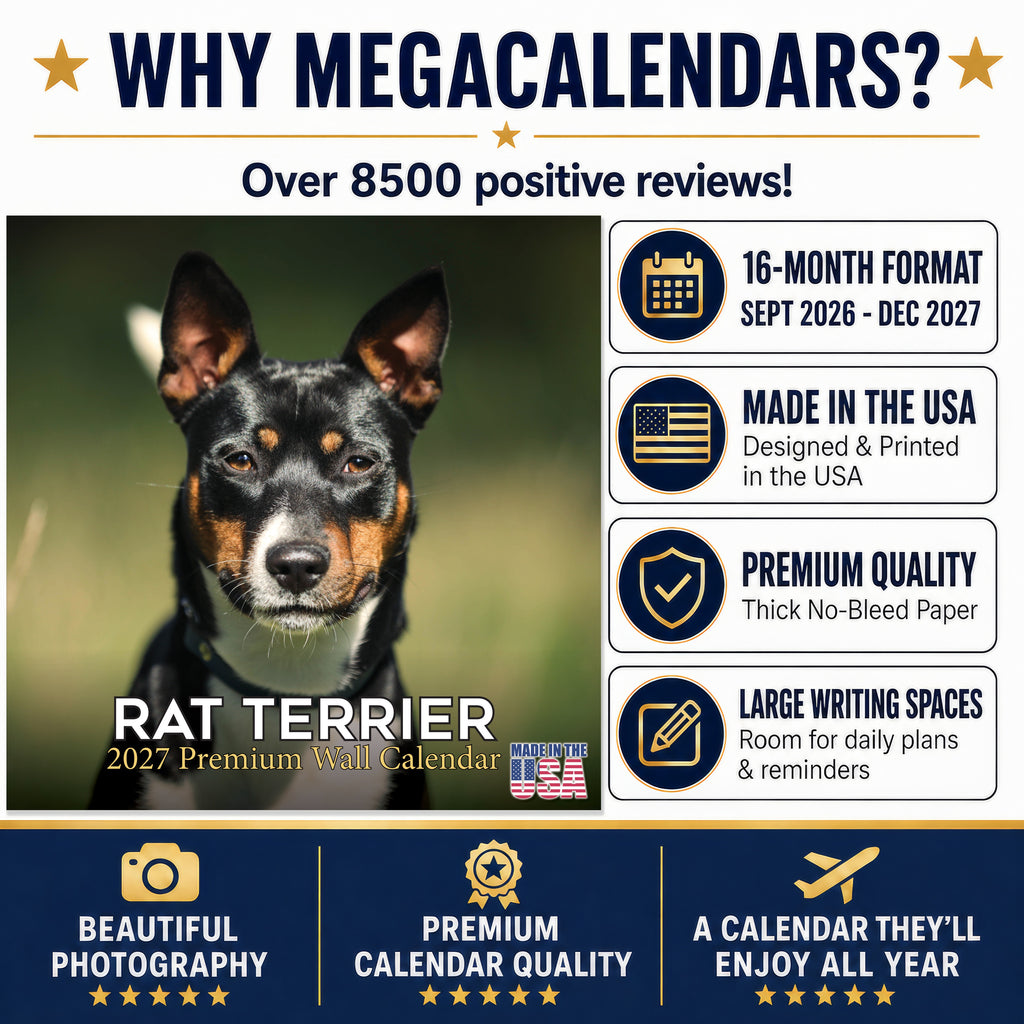 Rat Terrier Wall Calendar 2027 - 12" x 12" Monthly Alert & Energetic American Terrier Breed Calendar