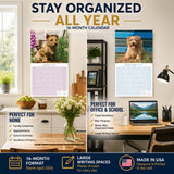 Norwich & Norfolk Terrier Wall Calendar 2027 - 12" x 12" Monthly Spirited Small & Wire Coat British Terrier Calendar