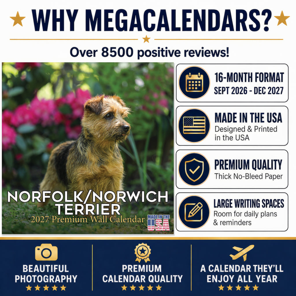 Norwich & Norfolk Terrier Wall Calendar 2027 - 12" x 12" Monthly Spirited Small & Wire Coat British Terrier Calendar