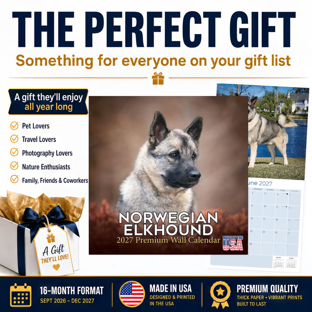 Norwegian Elkhound Wall Calendar 2027 - 12" x 12" Monthly Bold Silver-Grey & Viking Heritage Hound Calendar