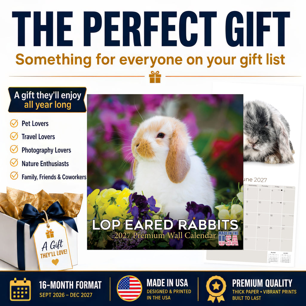 Lop Eared Rabbit Wall Calendar 2027 - 12" x 12" Monthly Fluffy Drop-Eared Bunnies & Cute Pet Rabbit Calendar