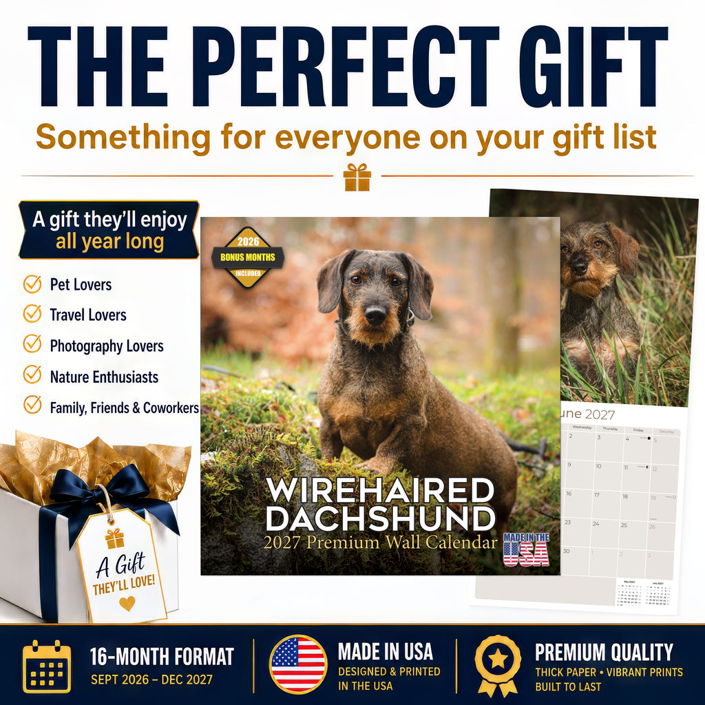 Wirehaired Dachshund Wall Calendar 2027 - 12" x 12" Monthly Clever & Gritty Wire Coat Hound Breed Calendar
