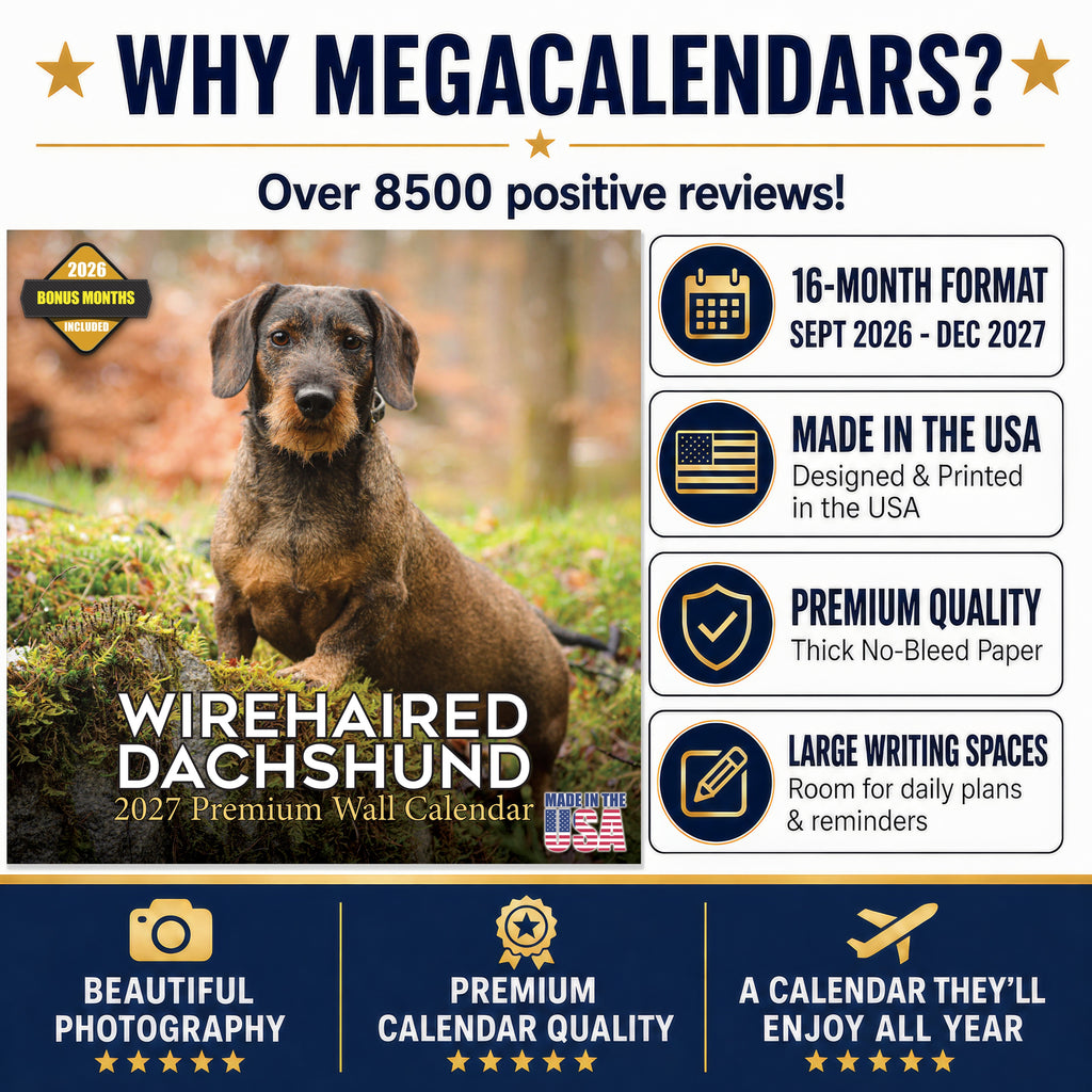 Wirehaired Dachshund Wall Calendar 2027 - 12" x 12" Monthly Clever & Gritty Wire Coat Hound Breed Calendar