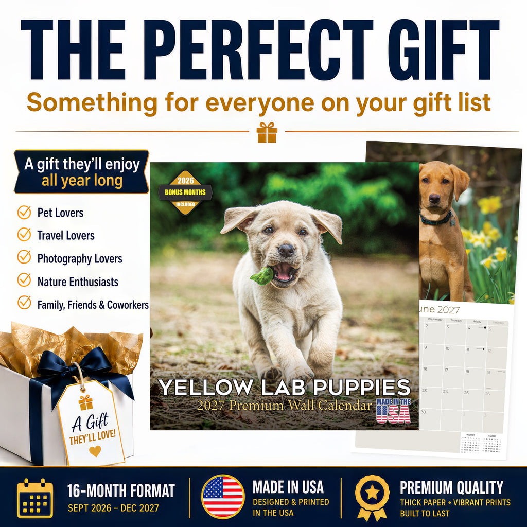 Yellow Labrador Retriever Puppies Wall Calendar 2027 - 12" x 12" Monthly Adorable & Playful Yellow Lab Puppy Breed Calendar