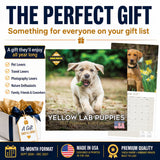 Yellow Labrador Retriever Puppies Wall Calendar 2027 - 12" x 12" Monthly Adorable & Playful Yellow Lab Puppy Breed Calendar