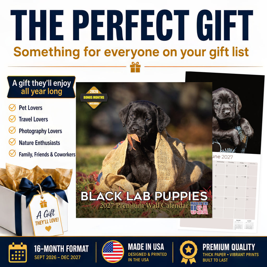 Black Labrador Puppies Wall Calendar 2027 - 12" x 12" Monthly Heartwarming Black Lab Puppy Art Calendar