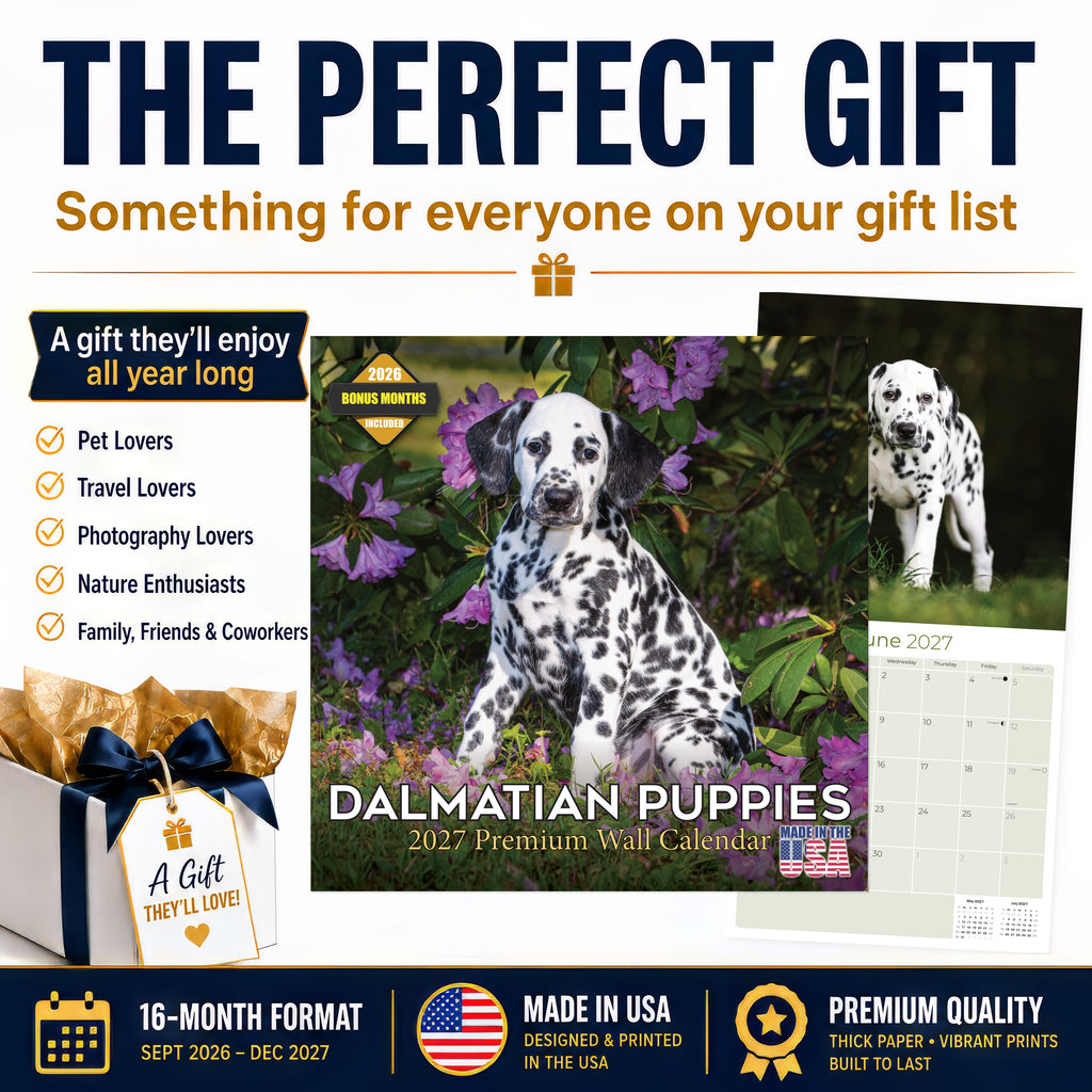 Dalmatian Puppies Wall Calendar 2027 - 12" x 12" Monthly Heartwarming Spotted Dalmatian Puppy Art Calendar