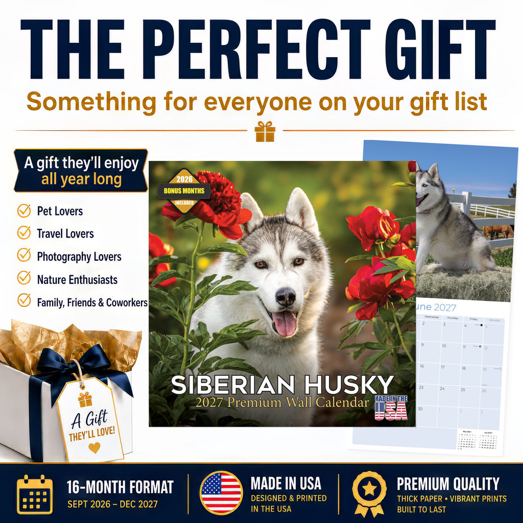 Siberian Husky Wall Calendar 2027 - 12" x 12" Monthly Athletic & Adventurous Husky Dog Breed Calendar