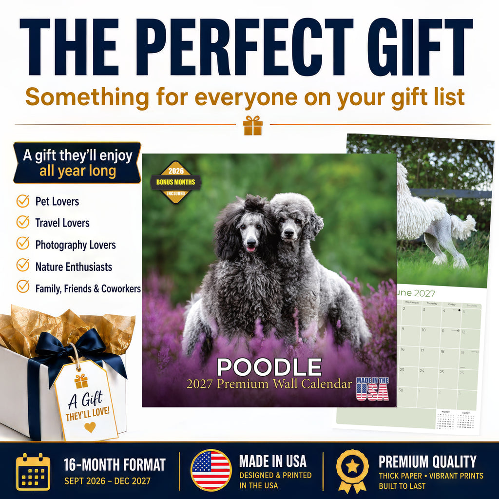Poodle Wall Calendar 2027 - 12" x 12" Monthly Intelligent & Elegant Standard Poodle Breed Calendar