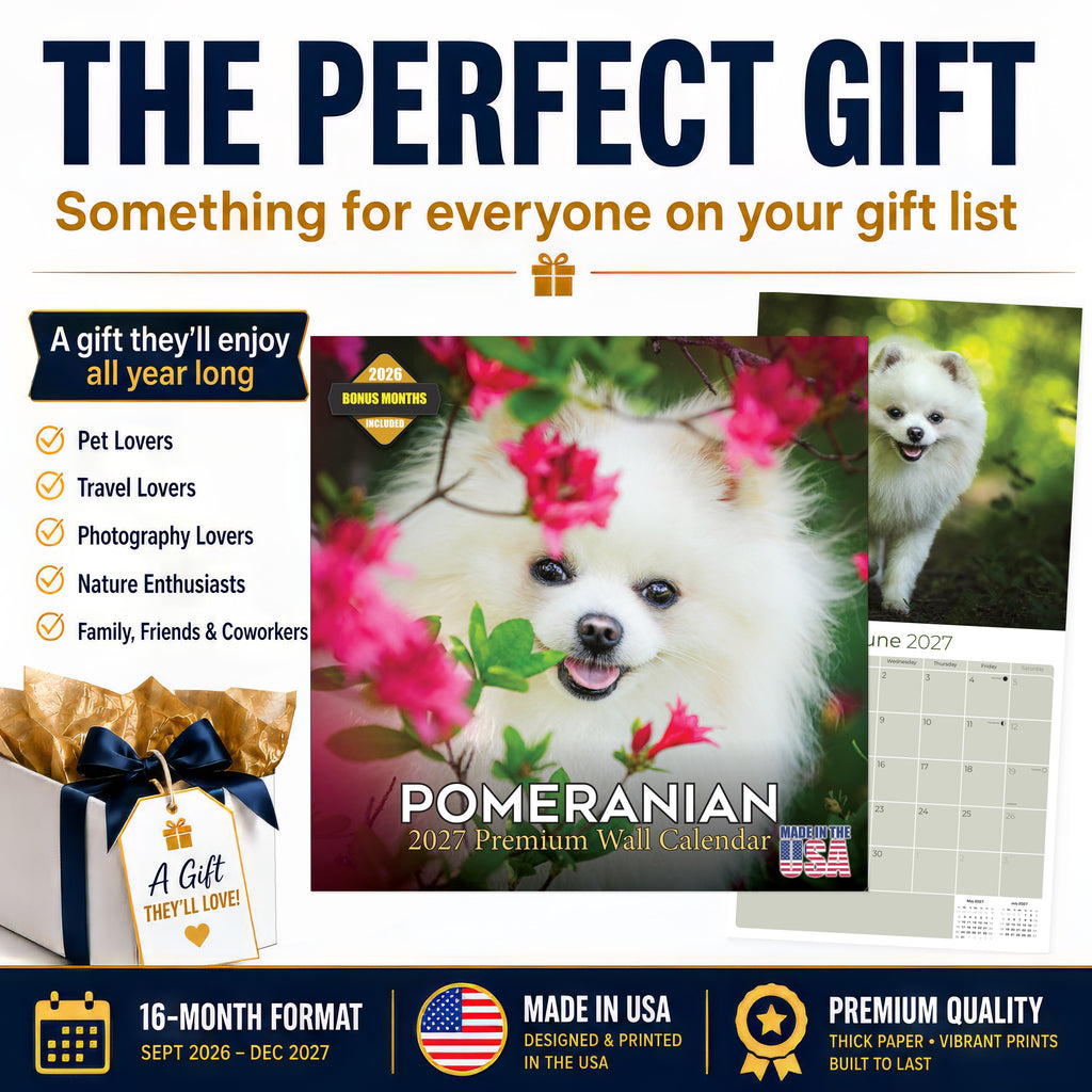 Pomeranian Wall Calendar 2027 - 12" x 12" Monthly Spirited & Fluffy Pom Pom Toy Dog Breed Calendar