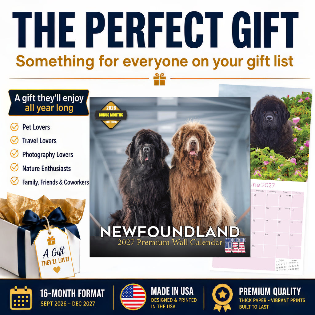 Newfoundland Wall Calendar 2027 - 12" x 12" Monthly Loyal Life-Saving & Plush Newfie Giant Calendar
