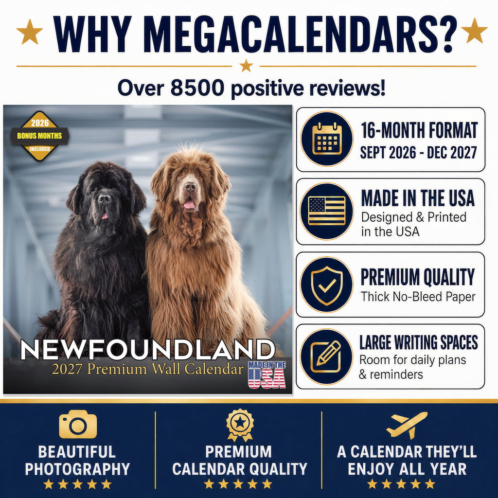 Newfoundland Wall Calendar 2027 - 12" x 12" Monthly Loyal Life-Saving & Plush Newfie Giant Calendar