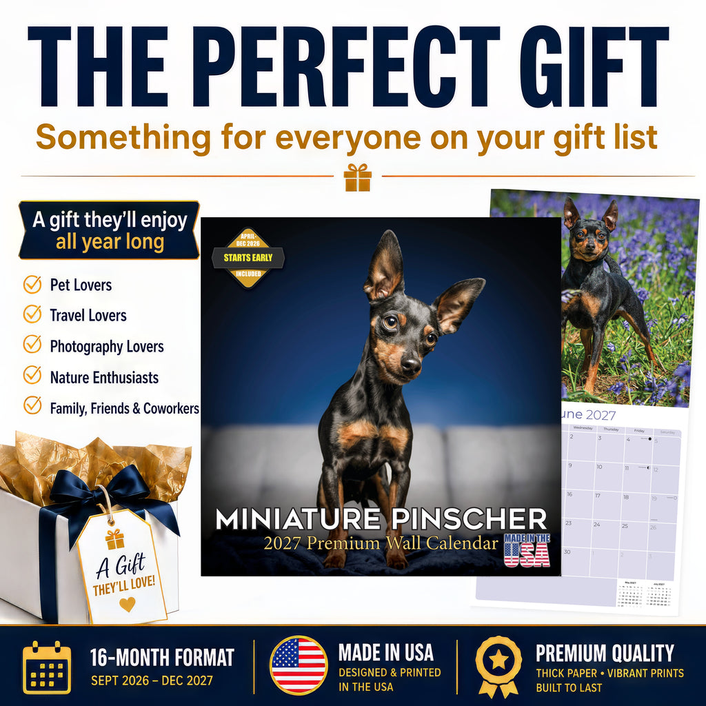 Miniature Pinscher Wall Calendar 2027 - 12" x 12" Monthly Spirited Elegant King of Toys Dog Breed Calendar