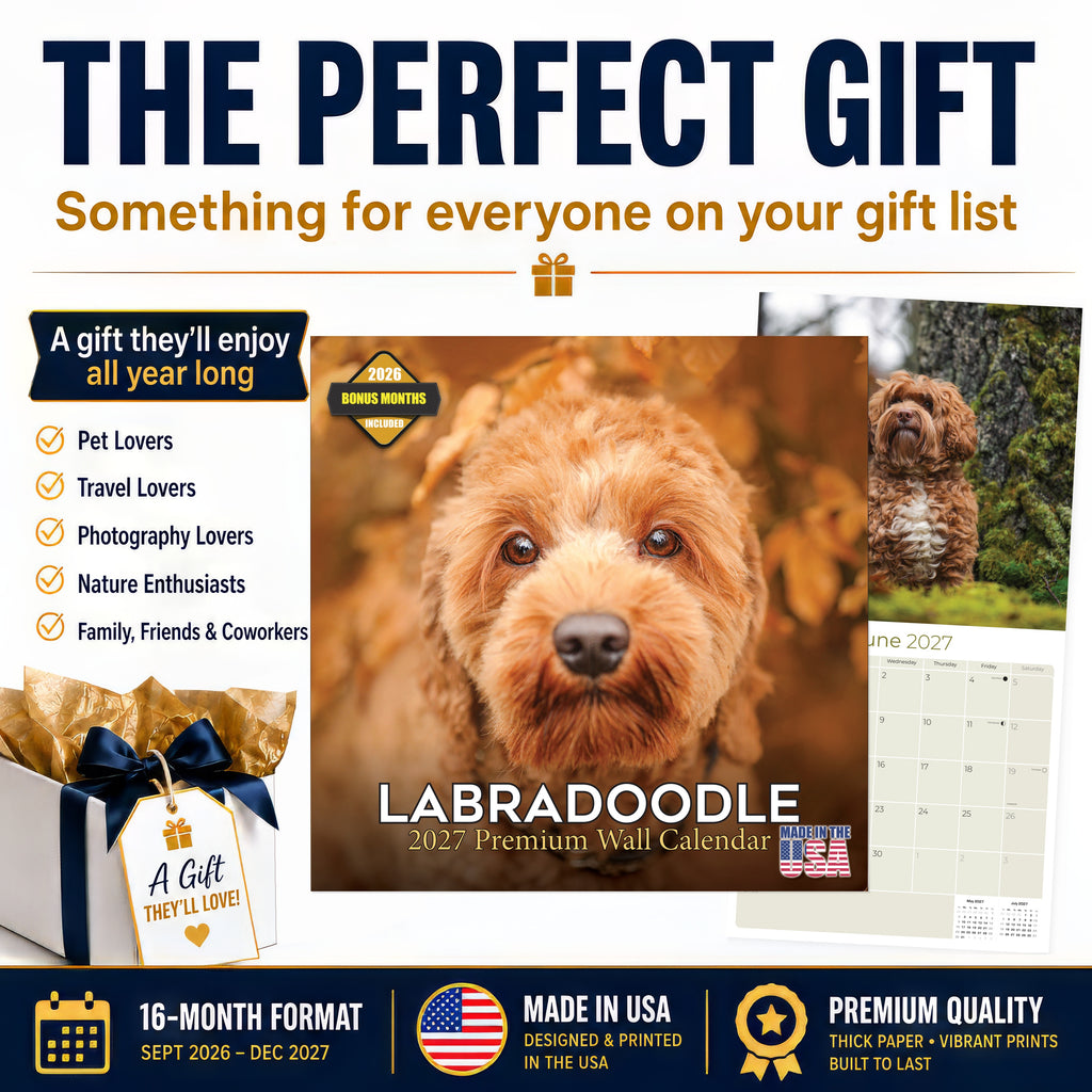 Labradoodle Wall Calendar 2027 - 12" x 12" Monthly Shaggy Teddy-Bear & Sweet Designer Cocker Poodle Hybrid Calendar