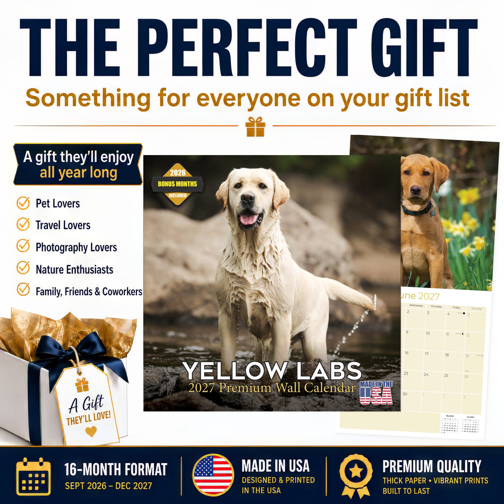 Yellow Labrador Retriever Wall Calendar 2027 - 12" x 12" Monthly Friendly & Devoted Yellow Lab Sporting Breed Calendar