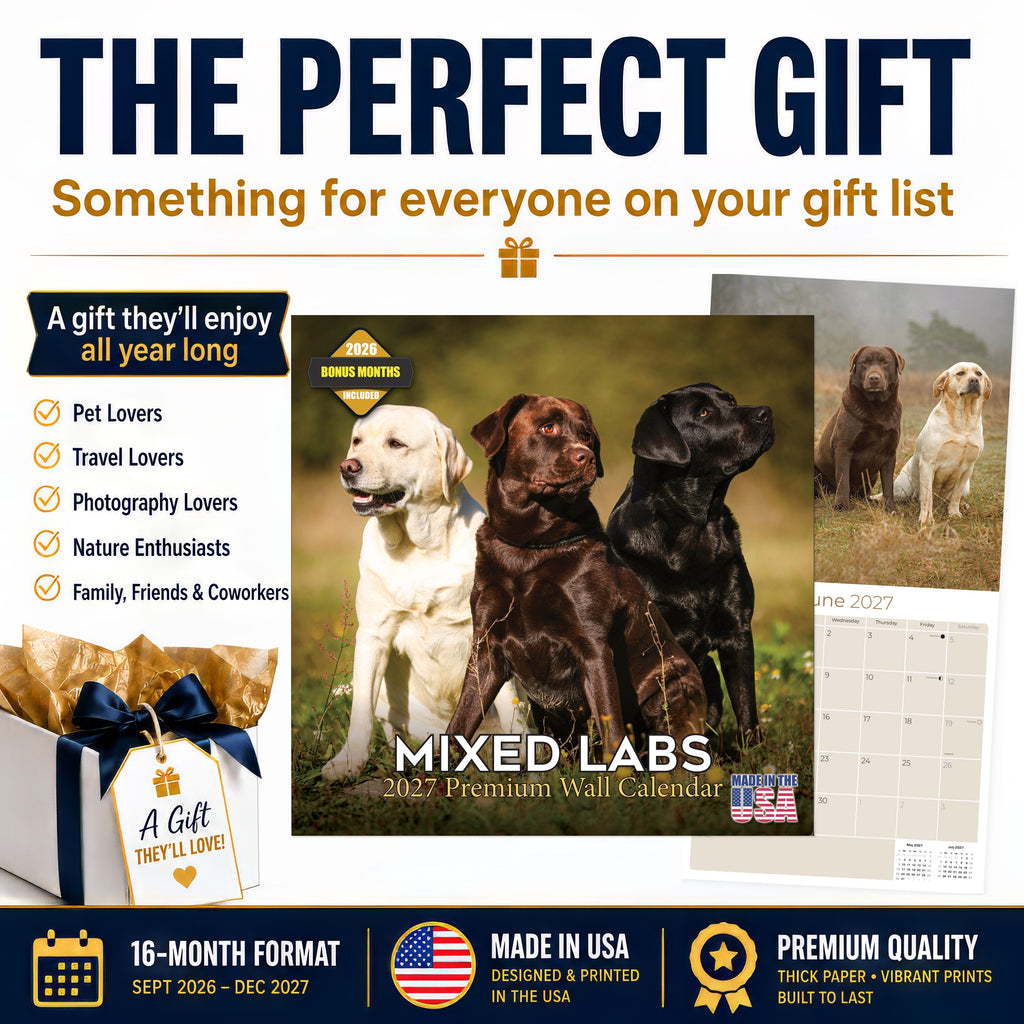 Labrador Retriever Mixed Wall Calendar 2027 - 12" x 12" Monthly Loyal Lab Crossbreeds & Mixed Heritage Mutts Calendar