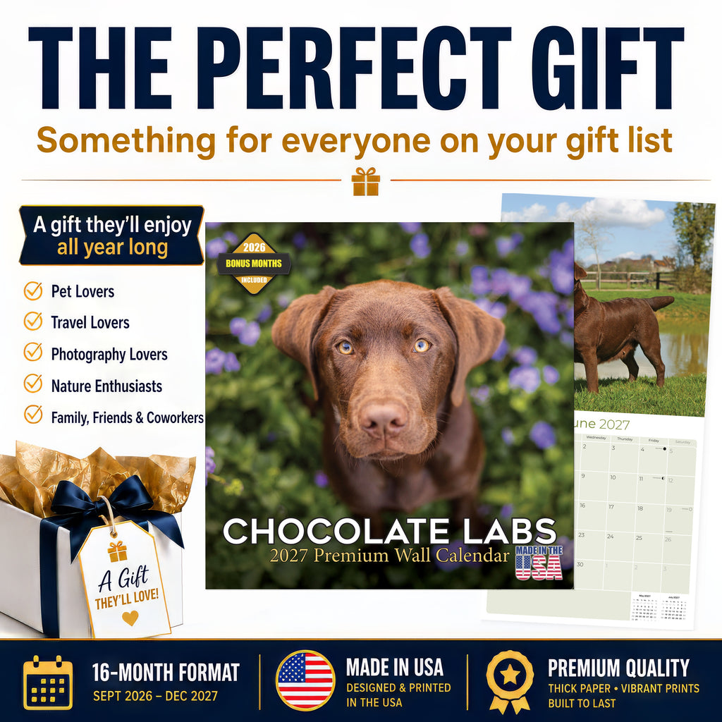 Chocolate Labrador Retriever Wall Calendar 2027 - 12" x 12" Monthly Loyal Chocolate Lab Sporting Breed Calendar