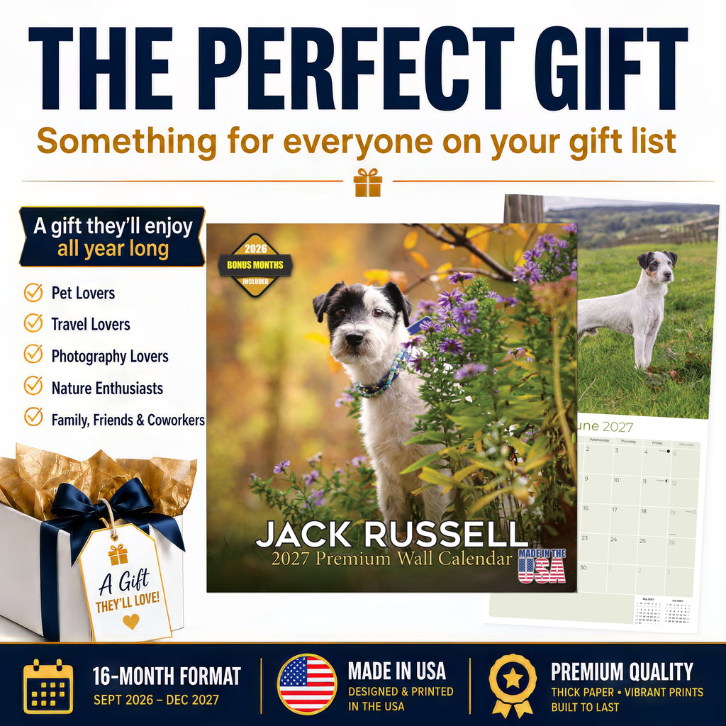 Jack Russell Wall Calendar 2027 - 12" x 12" Monthly Feisty & Spirited Working Terrier Breed Calendar