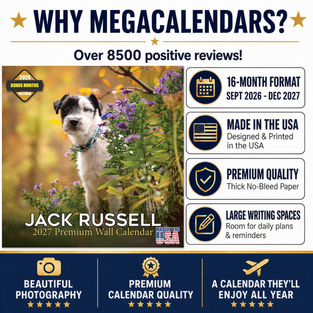 Jack Russell Wall Calendar 2027 - 12" x 12" Monthly Feisty & Spirited Working Terrier Breed Calendar
