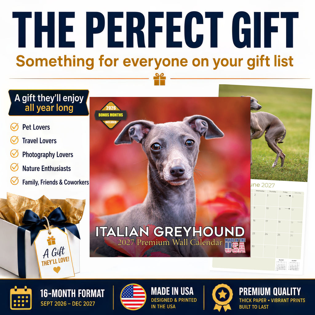 Italian Greyhound Wall Calendar 2027 - 12" x 12" Monthly Sleek Miniature & Graceful Sighthound Toy Calendar