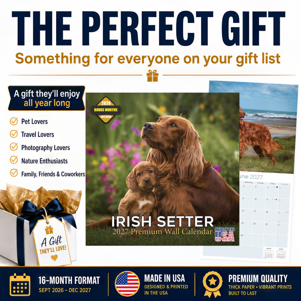Irish Setter Wall Calendar 2027 - 12" x 12" Monthly Elegant Mahogany & Feathered Red Setter Gundog Calendar
