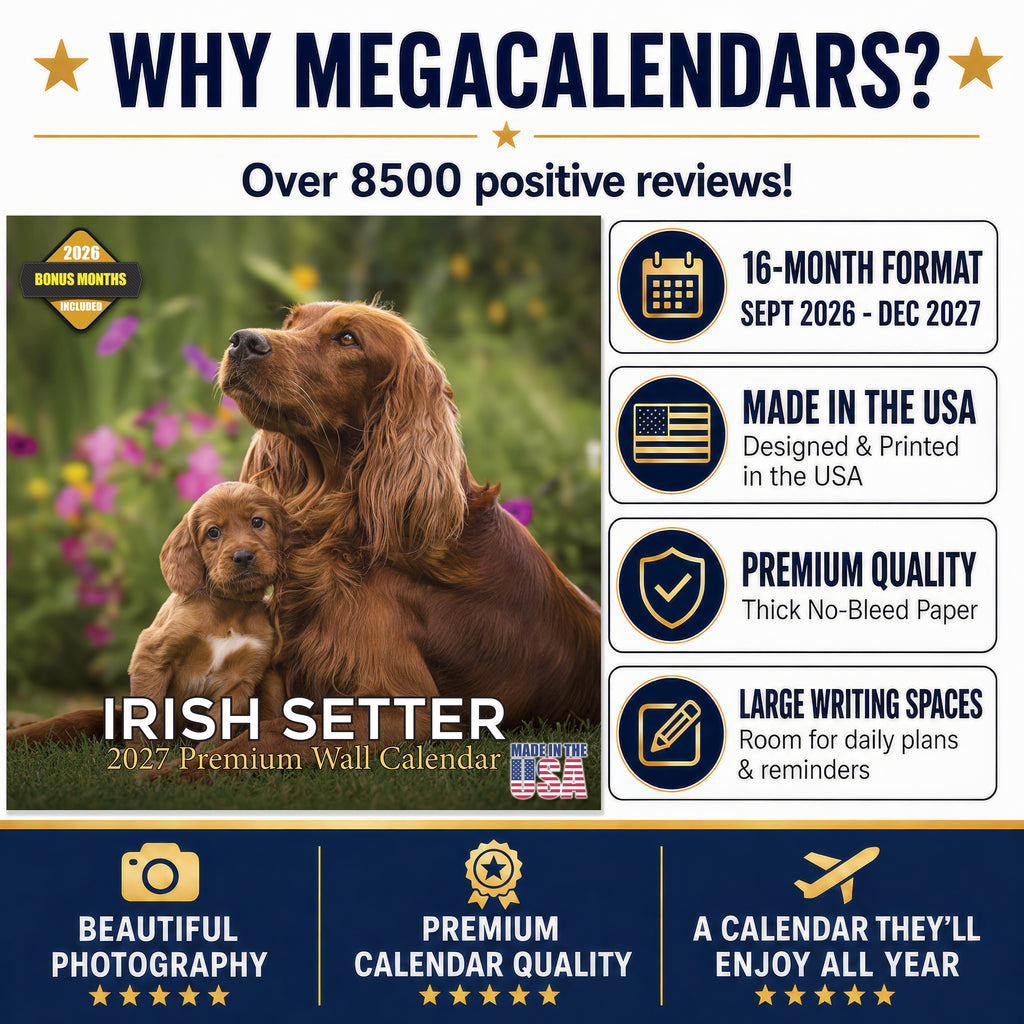 Irish Setter Wall Calendar 2027 - 12" x 12" Monthly Elegant Mahogany & Feathered Red Setter Gundog Calendar