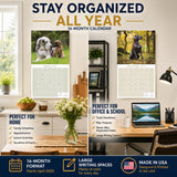 Great Dane Wall Calendar 2027 - 12" x 12" Monthly Noble Apollo of Dogs & Giant Dane Breed Calendar