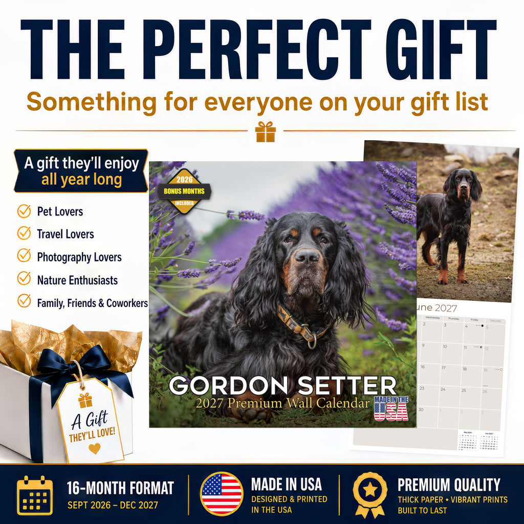 Gordon Setter Wall Calendar 2027 - 12" x 12" Monthly Heavy Black & Tan Gordon Setter Gundog Calendar