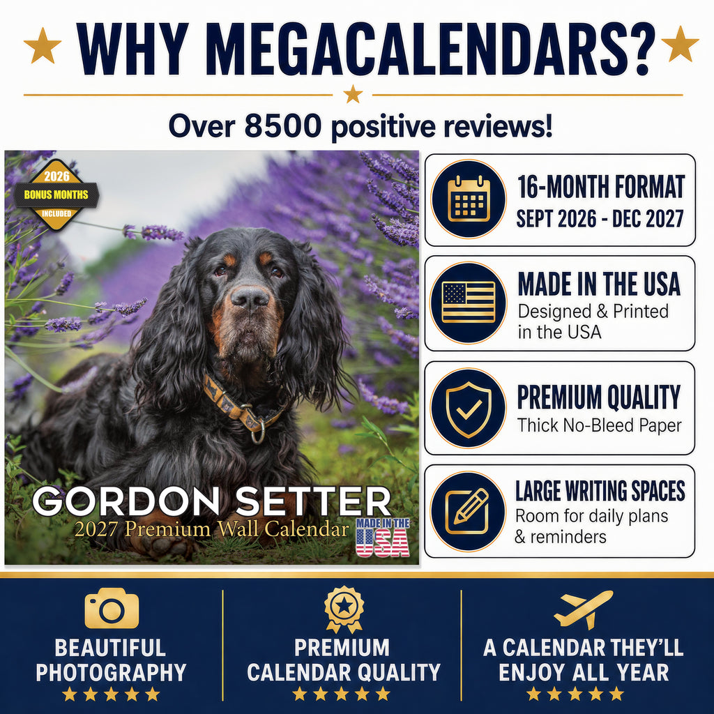 Gordon Setter Wall Calendar 2027 - 12" x 12" Monthly Heavy Black & Tan Gordon Setter Gundog Calendar