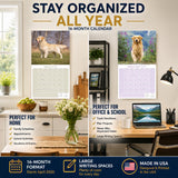 Golden Retriever Wall Calendar 2027 - 12" x 12" Monthly Friendly & Devoted Golden Lab Sporting Breed Calendar