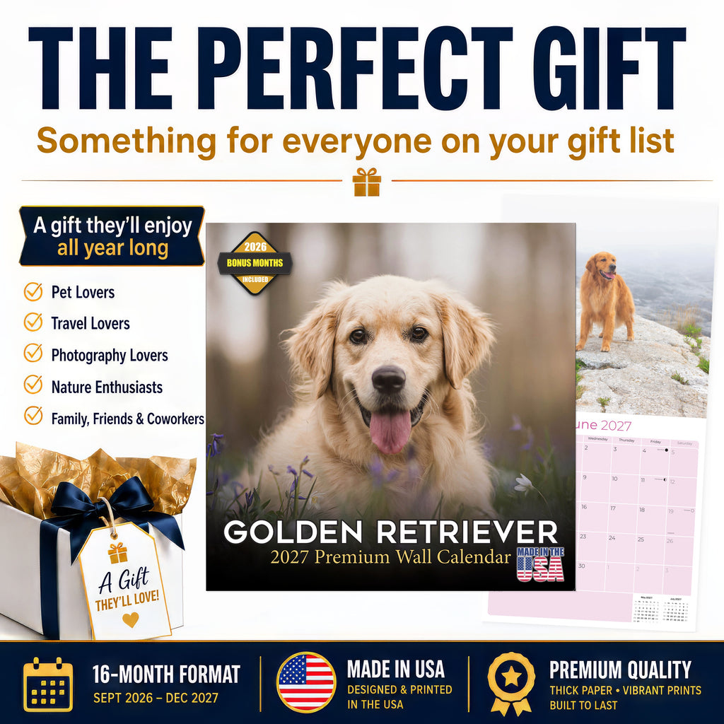 Golden Retriever Wall Calendar 2027 - 12" x 12" Monthly Friendly & Devoted Golden Lab Sporting Breed Calendar